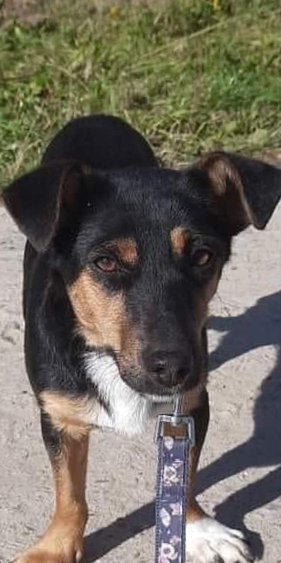 Bułka before adoption: a thin black-and-tan dog standing on a dirt path beside a grassy slope