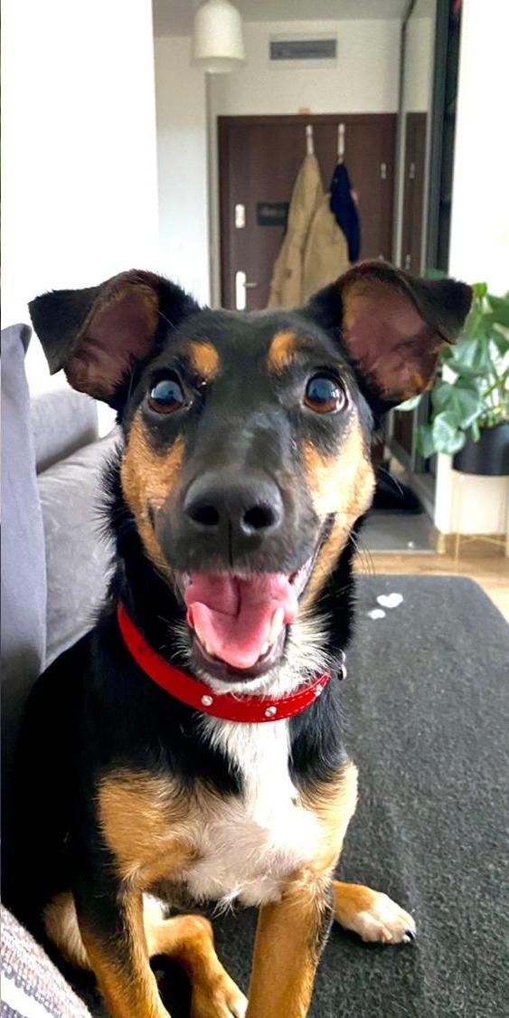 Bułka today: a happy, smiling black-and-tan dog with a red collar, sitting at home
