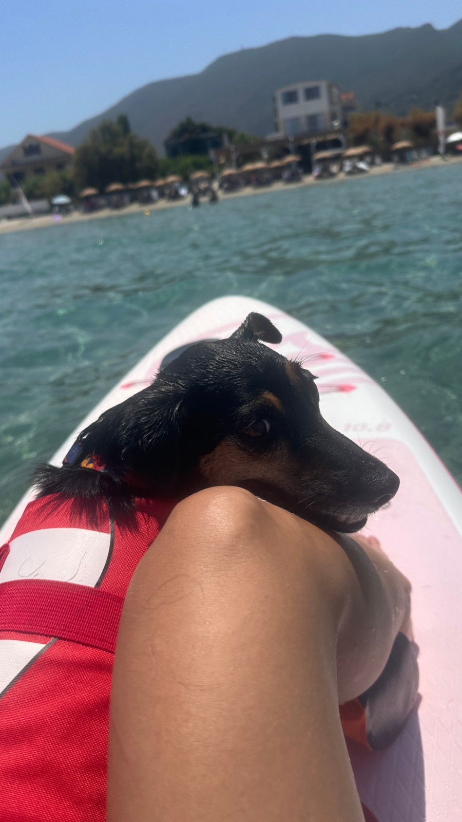 Bułka relaxing beside Anna on the water, with the coast in the distance